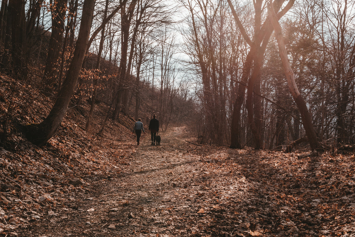 Is It Too Cold To Walk Your Dog? 3 Important Signs To Be Aware Of As The Seasons Change