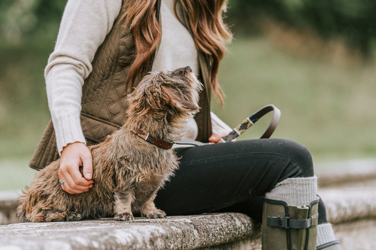 Dog Leads