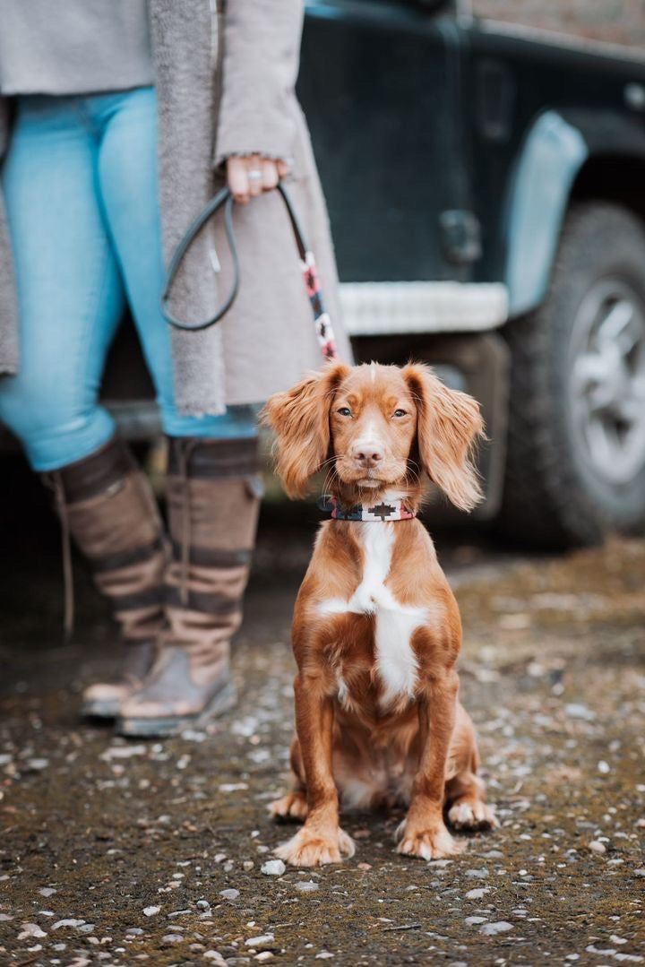 Dog Collars