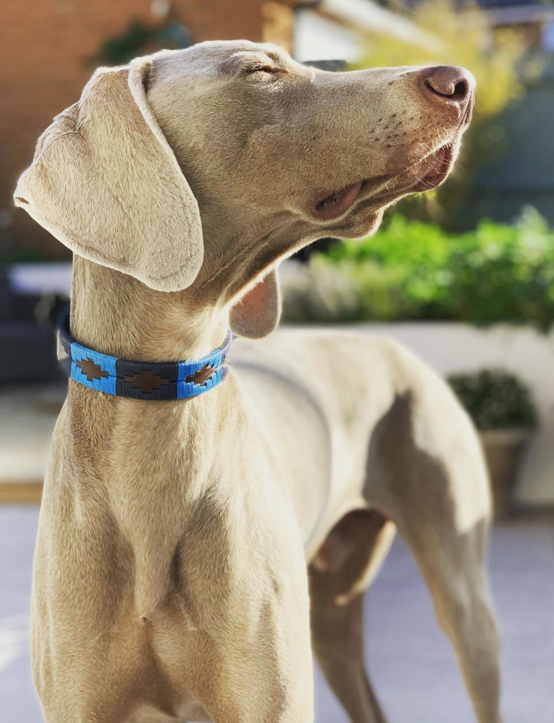 Explore our full range for dogs